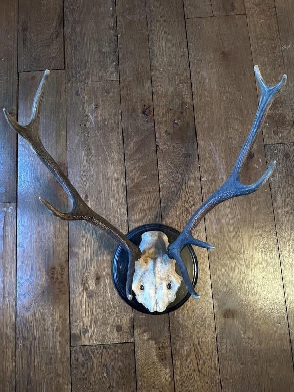 Elk Deer Antlers on Round Mount (1 of 8)