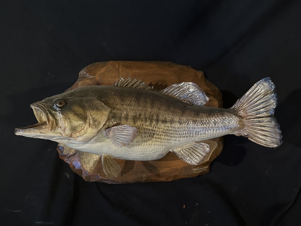 18" Bass Fish on Wood Mount Taxidermy (1 of 8)