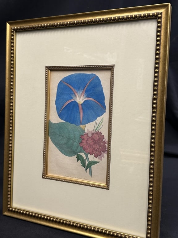1840 HandColored Botanical Engraving Morning Glory: Antique hand-colored botanical engraving depicting a Blue Morning Glory, published in The Floricultural Cabinet (August 1840), a noted 19th-century English periodical dedicated to horticulture and bot