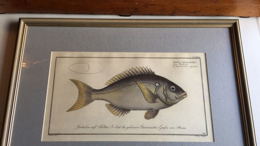 Antique Hand Colored Print of Fish (1 of 4)