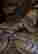 item-70971333=5