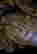 item-70971333=7
