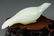 Pair of Chinese White Jade Bird Form Boxes - 4