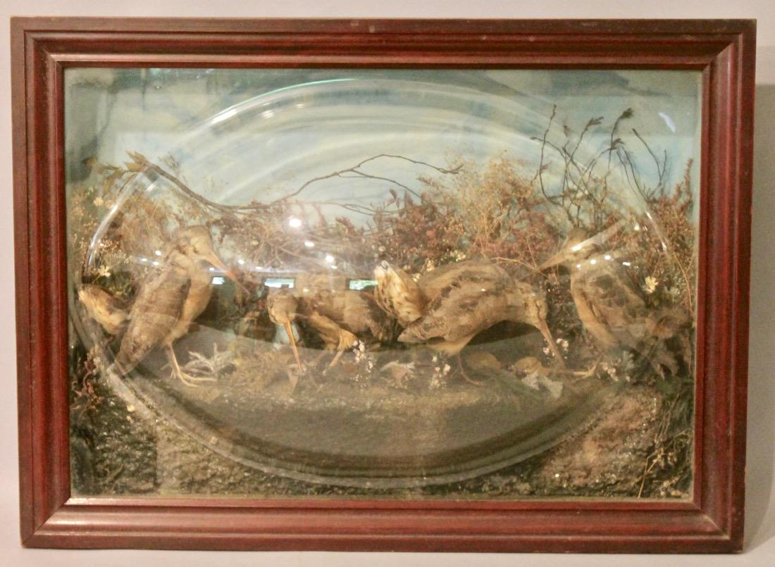 Stuffed Bird Diorama: 4 birds in forest scene with painted sky background in domed glass display. 21 1/2" x 39 1/2"