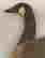 item-131696404=7