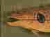 item-131696769=9