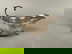 item-209028980=1