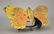 Articulated Butterfly