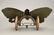 Articulated Butterfly - 2