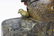 Hen & Chicks Cast Iron Mechanical Bank - 7
