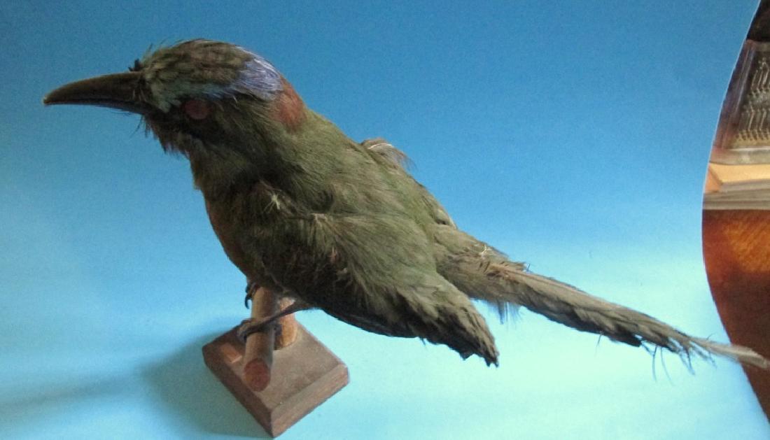 Unique Victorian Exotic Taxidermy Bird HUDU: This is named as a "Hudu Bird" on wooden base. Because of the colors, it could be a "Bird of Paradise"? Measurements of bird without stand: Height 6". Length 14 1/2" Beak seems to be "saw tooth". This