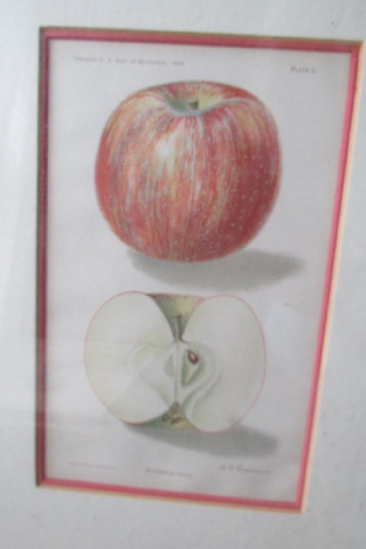 Bloomfield Apple (1 of 2)