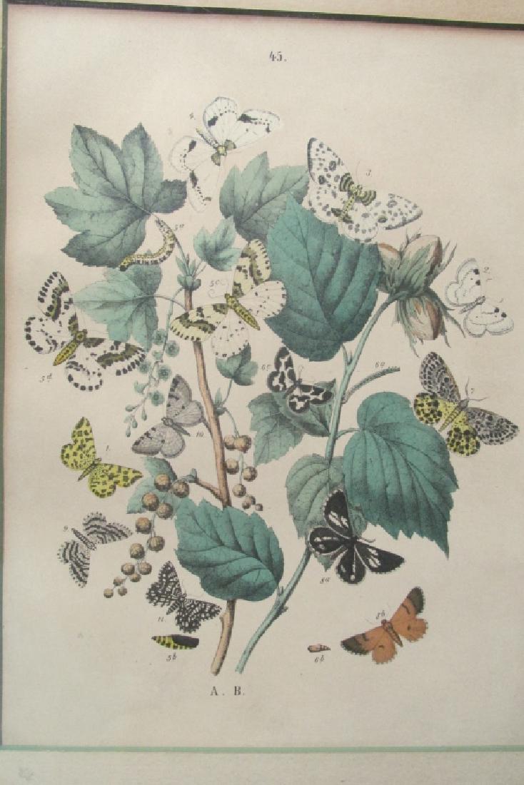 19th Century Hand Colored Butterfly Engraving #45 (1 of 2)