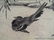 Black Bird Under Willow Tree - Japanese 19th Cent - 3