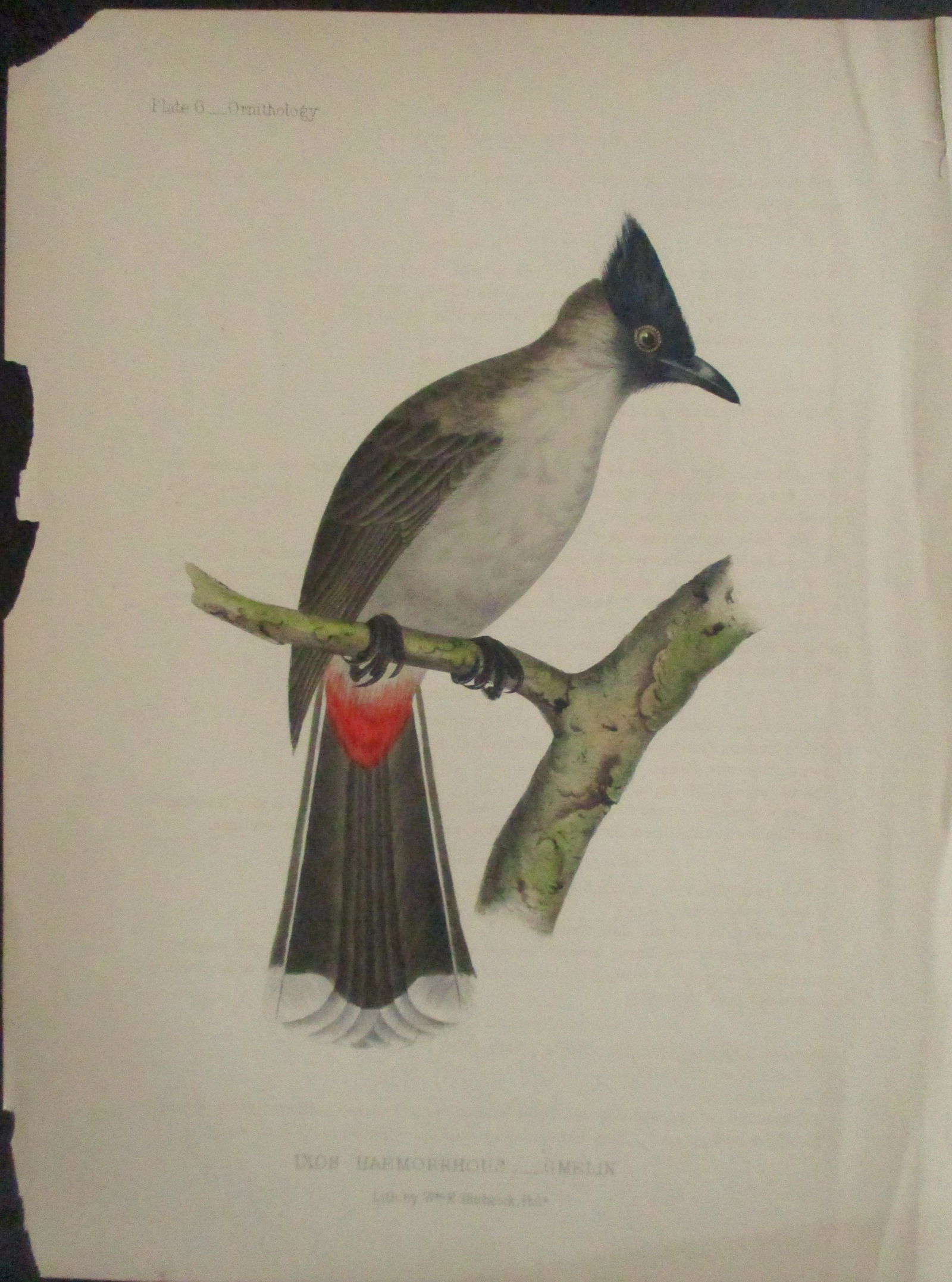 Perry's Japan Expedition Bird Print 1852 - 1854 (1 of 1)
