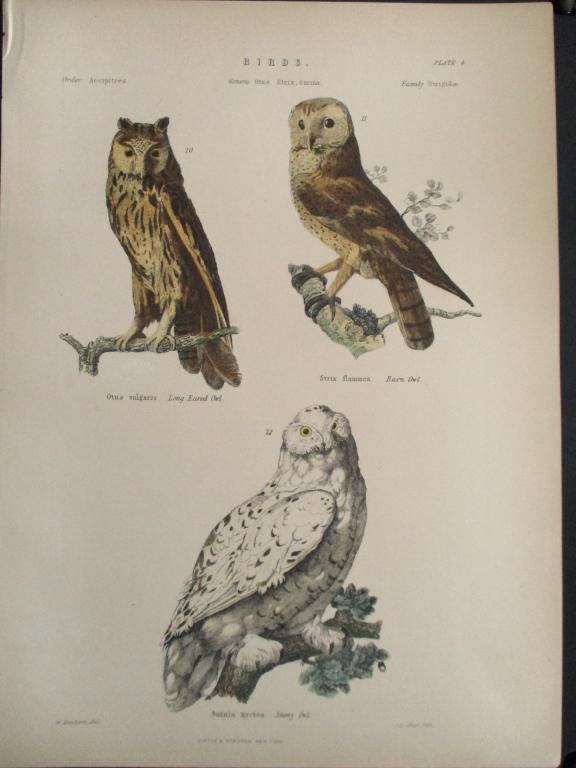 Owls -  Hand Colored Engraving (1 of 4)
