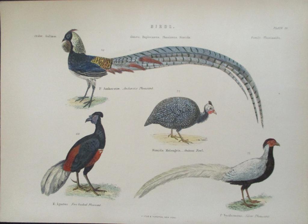 Pheasants-  Hand Colored Engraving (1 of 5)