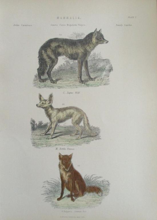 Wolf - Fennec - Common Fox Hand Colored Engraving: Jackal - Lion - Tiger Beautifully Hand-Colored engraving. Rare Artist: Attb. Sir Edwin Landseer - J. N. Allan Print Type: Natural History Date: C