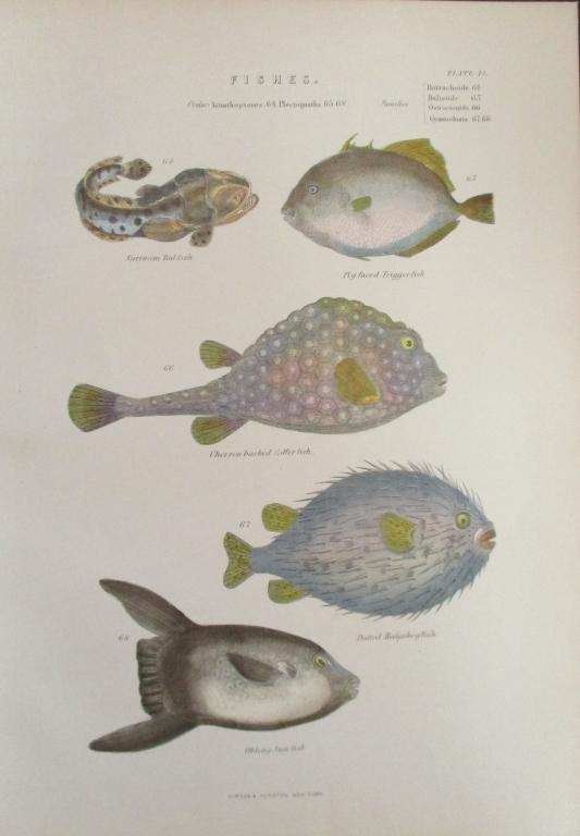 Sun Fish - Hedgehog Fish  Hand Colored Engraving (1 of 6)