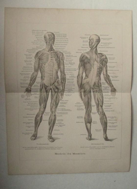 Muscles of Man - German Medical Diagram (1 of 2)
