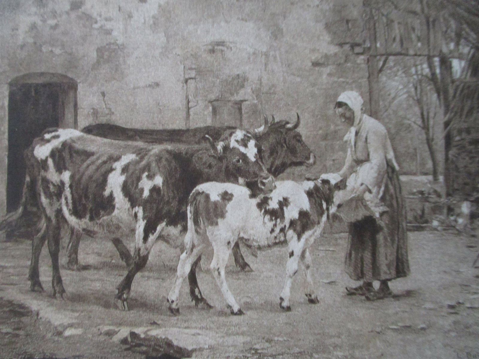 Cattle of Seurette - M.  Barillot (1 of 4)