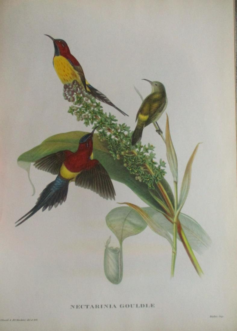 Nectarinla Gouldle- John Gould 1804-1881: Nectarinla Gouldle Artist: After John Gould 1804-1881 Print Type: Halftone Dimensions: 16 x 12" Subject: Tropical Birds Condition Report: