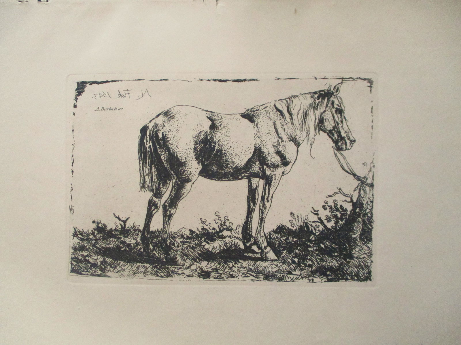 Portrait of a Horse - Etching Boland/Bartsch (1 of 2)