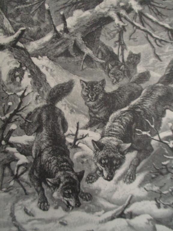 Wolf - 19th Century Wood Engraving: Wolf Print Type: Wood Engraving Date: 19th Century Origin: American Dimensions: 9 x 7" Subject: Zoology Condition Repor