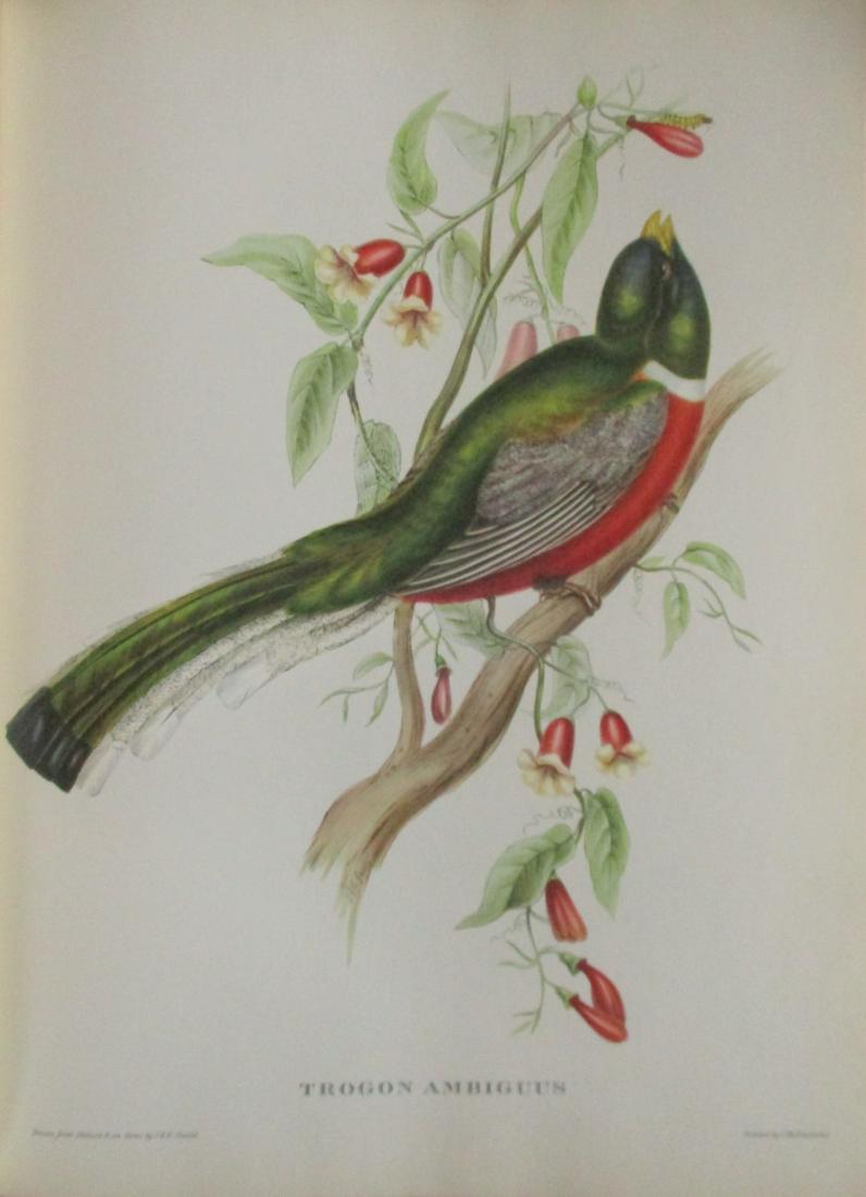 Trogon Ambiguus - John Gould 1804-1881: Trogon Ambiguus Doubtful Trogon Artist: After John Gould 1804-1881 Print Type: Halftone Dimensions: 16 x 12" Subject: Tropical Birds<