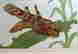 item-112914248=1