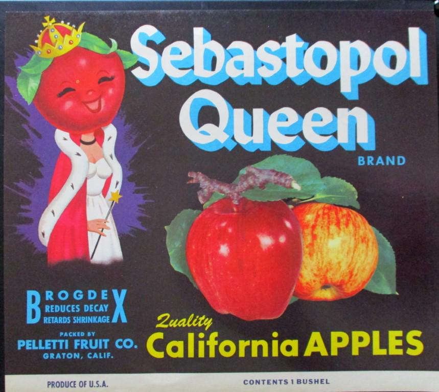 Sebastopol Queen Apples  - California Advertising (1 of 1)