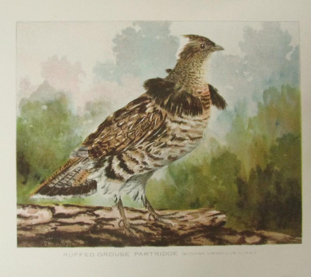 Ruffed Grouse Partridge (1 of 1)