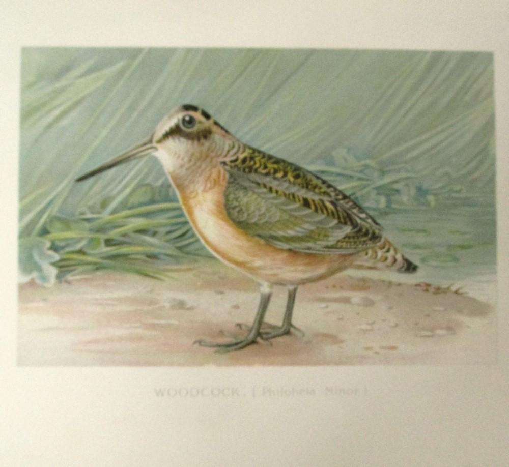 Woodcock -  J. L.  Ridgeway (1 of 2)