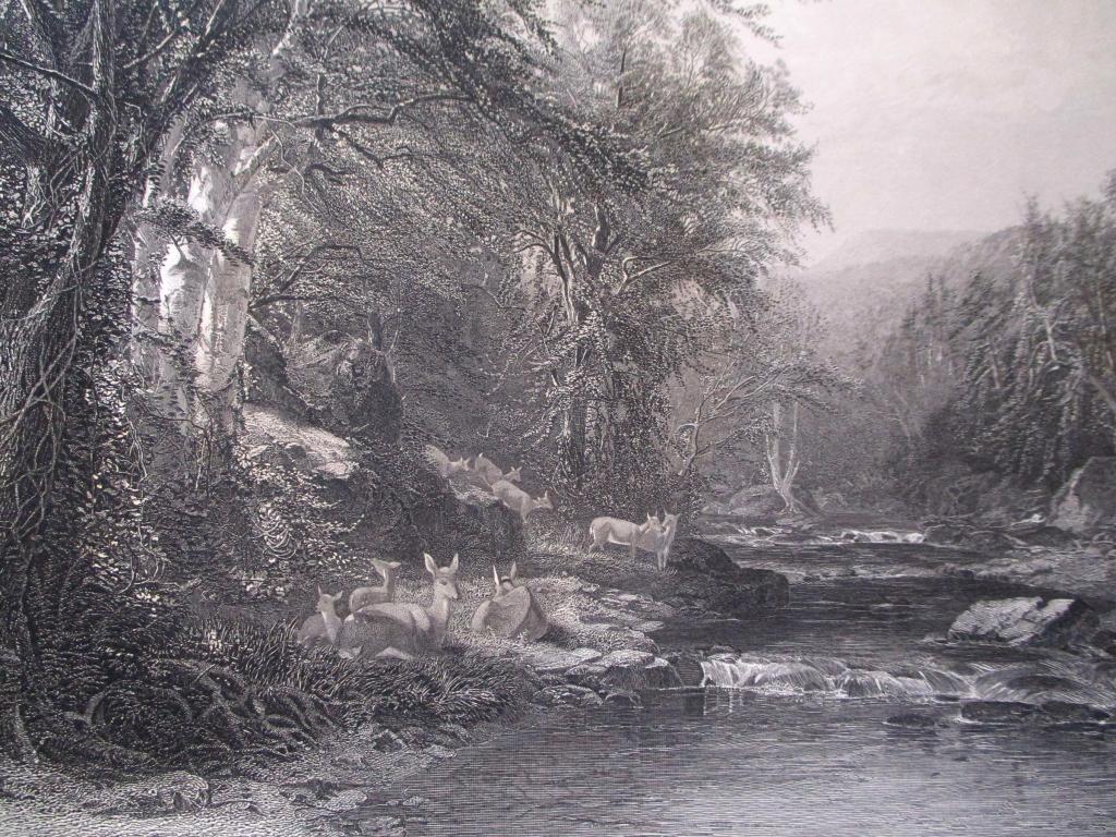 The Adirondack Woods (1 of 3)