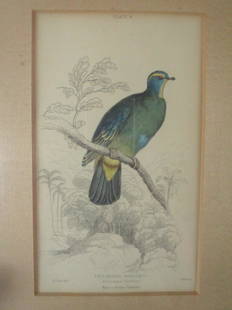 Ptilinopus Monachus - Edward Lear: Ptilinopus Monachus - Blue Capped Turteline Edward Lear - William Home Lizars (1788 - 1859) Engraver Artist: Edward Lear Print Type: Engraving Hand Colored<