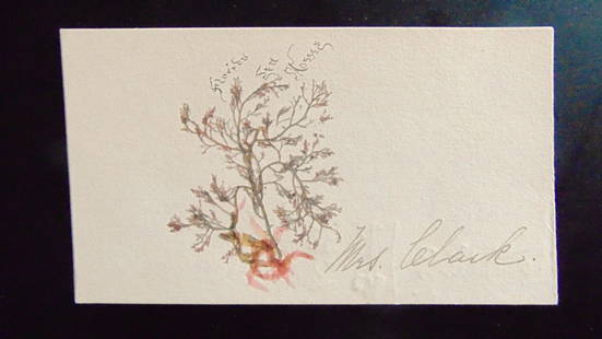 Florida Sea Moss - Calling Card c1860: Florida Sea Moss - Calling Card Signed "Mrs. Clark". Moss is extremely fine and in very good condition. Extremely rare. Print Type: Natural History Date: Circa 1860 Dimensions: 4 1/2 x 2 1/2"