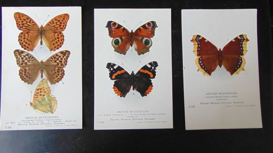 Lot of Post Cards of Bugs and Butterflies: Lot of 7 Post Cards of Bugs and Butterflies British Museum of National History. Dated: Circa 1920 - 30's Condition Report Unused Fine Subject References: PCB2