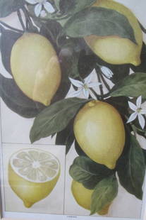Lemons: Lemons Print Type: Lithograph Dimensions: SS 6 x 9" Frame: Yellow 16 x 13" Subject: Fruit Lemmons Condition Report: Frame cover loose in few areas. Print is fine.
