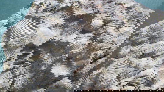 Fossil with All sides Shells: Cretaceous PeriodThese beautifully fossil shells evoke the ancient seashore of prehistoric times, with a lovely crisp imprint. Shells on all sides.Length 6 1/2 Height 2 1/4"