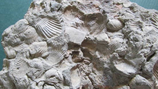 Fossil with All sides Shells: Cretaceous PeriodThese beautifully fossil shells evoke the ancient seashore of prehistoric times, with a lovely crisp imprint. Shells on all sides.Length 6 1/2 Height 2 1/4"