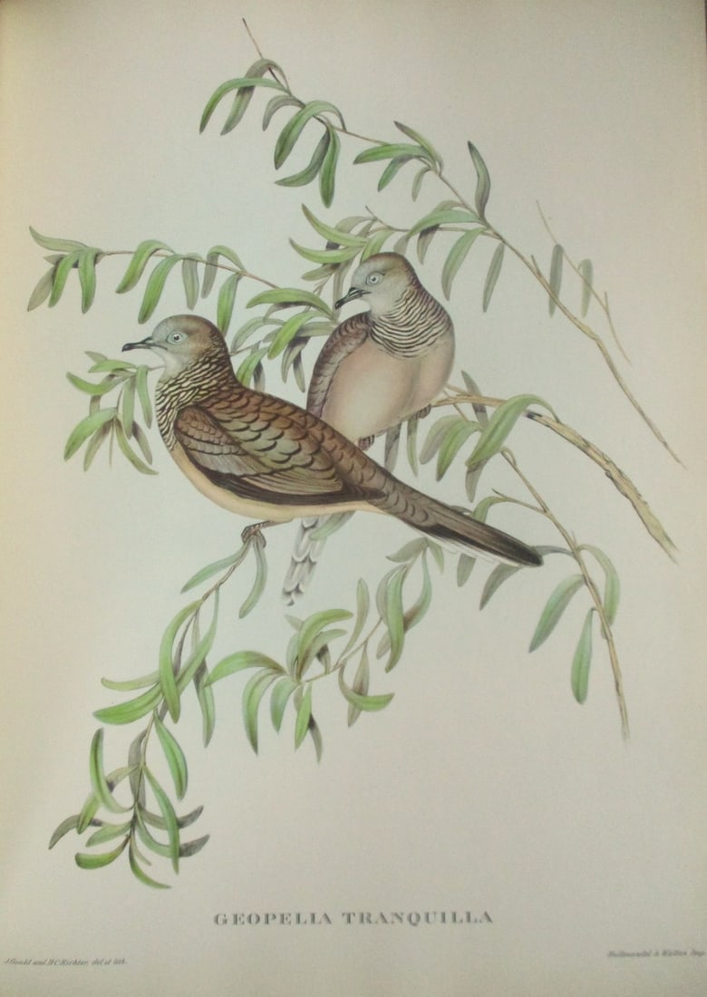 Geopella Tranquilla - John Gould 1804-1881: Geopella Tranquilla Artist: After John Gould 1804-1881 Print Type: Halftone Dimensions: 16 x 12" Subject: Tropical Birds Condition Re