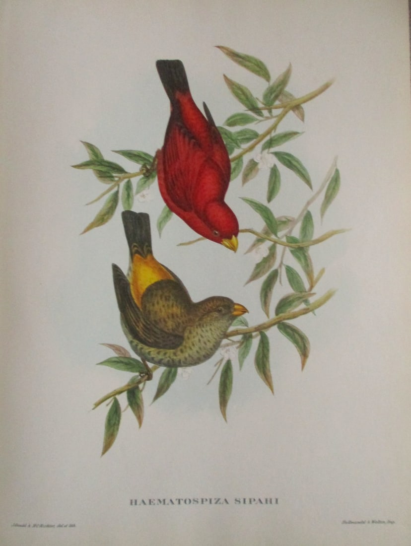 Haematospiza Sipahi - John Gould 1804-1881: Haematospiza Siahi Artist: After John Gould 1804-1881 Print Type: Halftone Dimensions: 16 x 12" Subject: Tropical Birds Condition Rep