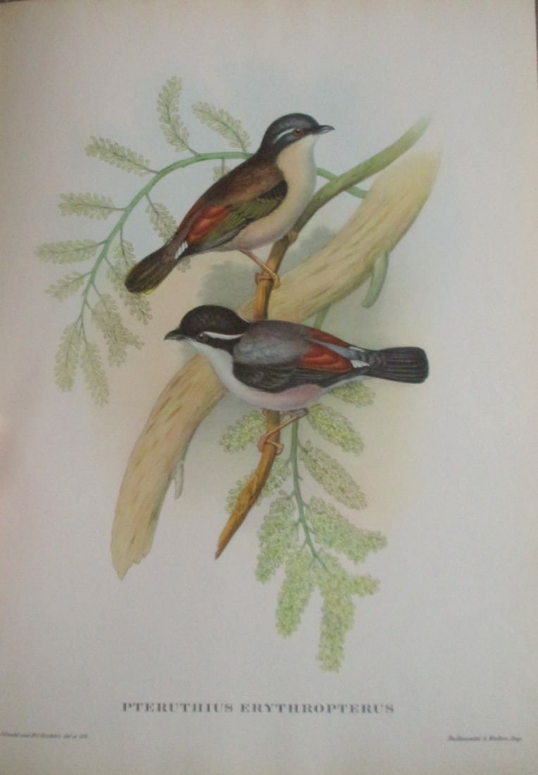 Pteruthius Erythropterus - John Gould 1804-1881: Pteruthius Erythropterus Artist: After John Gould 1804-1881 Print Type: Halftone Dimensions: 16 x 12" Subject: Tropical Birds Conditi