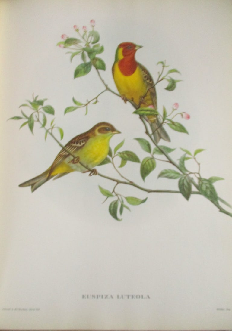 Euspiza Luteola - John Gould 1804-1881: Euspiza Luteola Artist: After John Gould 1804-1881 Print Type: Halftone Dimensions: 16 x 12" Subject: Tropical Birds Condition Report