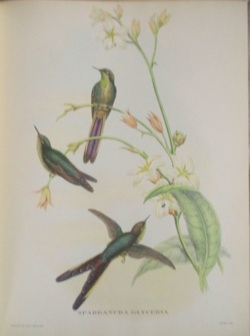 Sparganura Glyceria - John Gould 1804-1881: Sparganura Glyceria Artist: After John Gould 1804-1881 Print Type: Halftone Dimensions: 16 x 12" Subject: Tropical Birds Condition Re