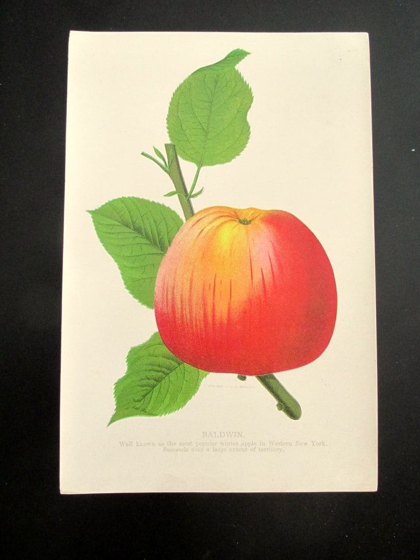 Baldwin Apple - Stecher Lithograph Company (1 of 3)