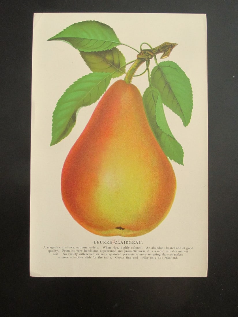 Beurre Clairgeau - Stecher Lithograph Company (1 of 3)