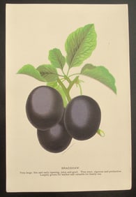 Bradshaw Grape - Stecher Lithograph Company