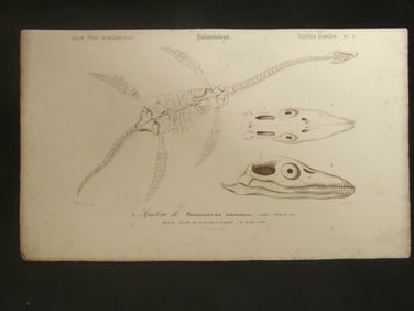 Paleontology - Plesiosaurus
