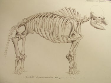 Paleontology - Mastodon